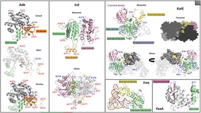 Investigation of the Importance of Protein 3D Structure for Assessing Conservation of Lysine Acetylation Sites in Protein Homologs